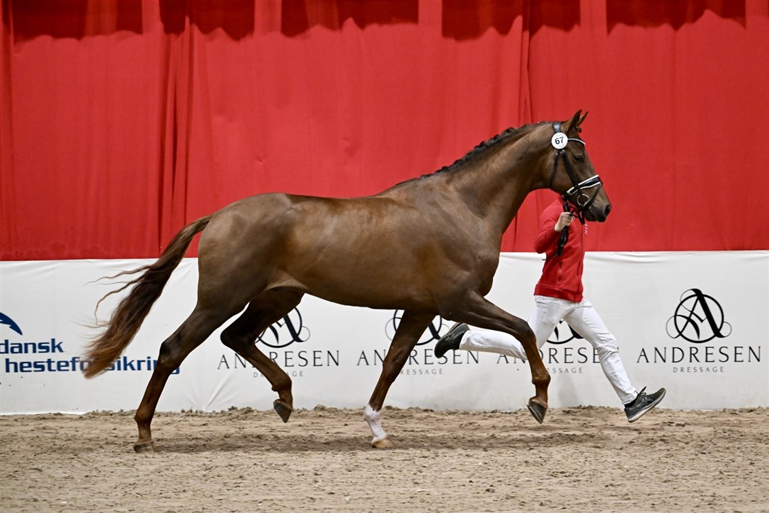 <center><small><b>Kåret ved Dansk Varmblods Hingstekåring 2024</small></b>
<i><small><small><small>Chicago Majlund DVH 1512</i></center></small></small></small>