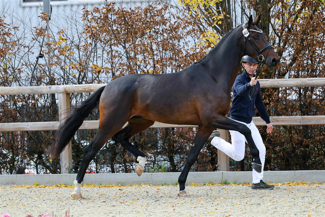 <center><small><b>Præmiehingst i Oldenburger Verband 2025</small></b>
<i><small><small><small>Brando de Fontaine</i></center></small></small></small>