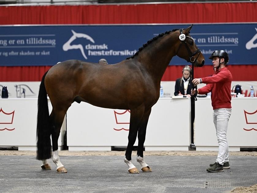 TRÆNING OG FREMSTILLING AF UNGHINGSTE