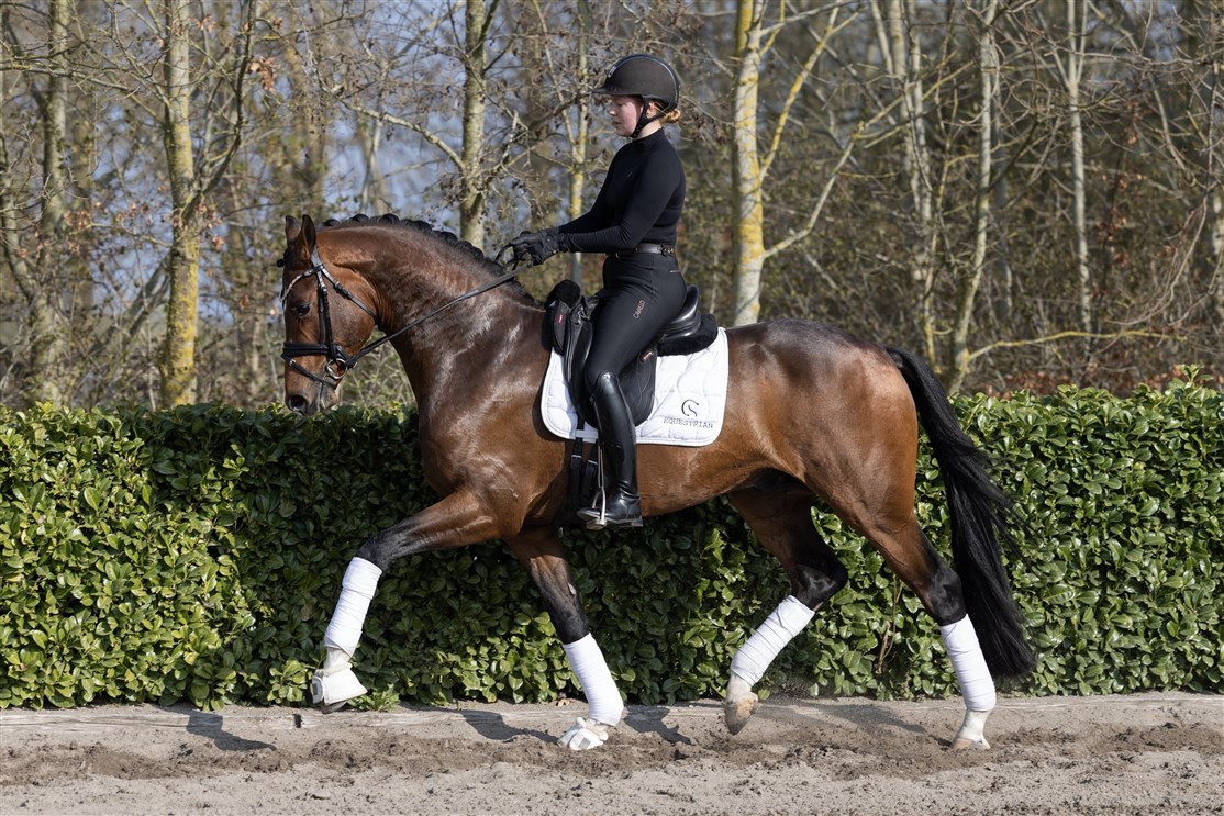 <h2></i><b>Balvenie VH (SWB) DVH 1542</h2></b>
<small><small>Født: <b>2022</b> |  Højde: <b>171 cm</b> | Farve: <b>Brun</b></small></small>
<small><small><b>Be Sure - Floricello - De Niro</small></small></b><i>